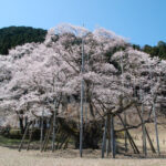 ことわざ・・・老い木に花咲く