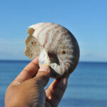 ことわざ・・・貝殻で海を測る