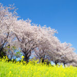 清明（二十四節気）とは？意味や由来、2026年はいつ？