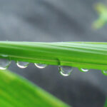 穀雨の読み方、意味や由来は？時期はいつ？どんな季節？